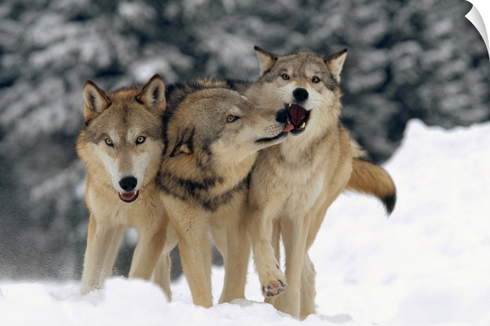 Timber Wolf (Canis lupus) trio playing in snow, Montana