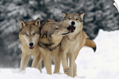 Timber Wolf (Canis lupus) trio playing in snow, Montana