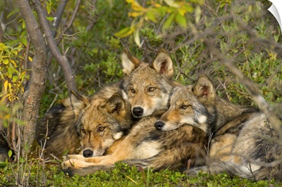 Timber Wolf Trio Resting Denali National Park