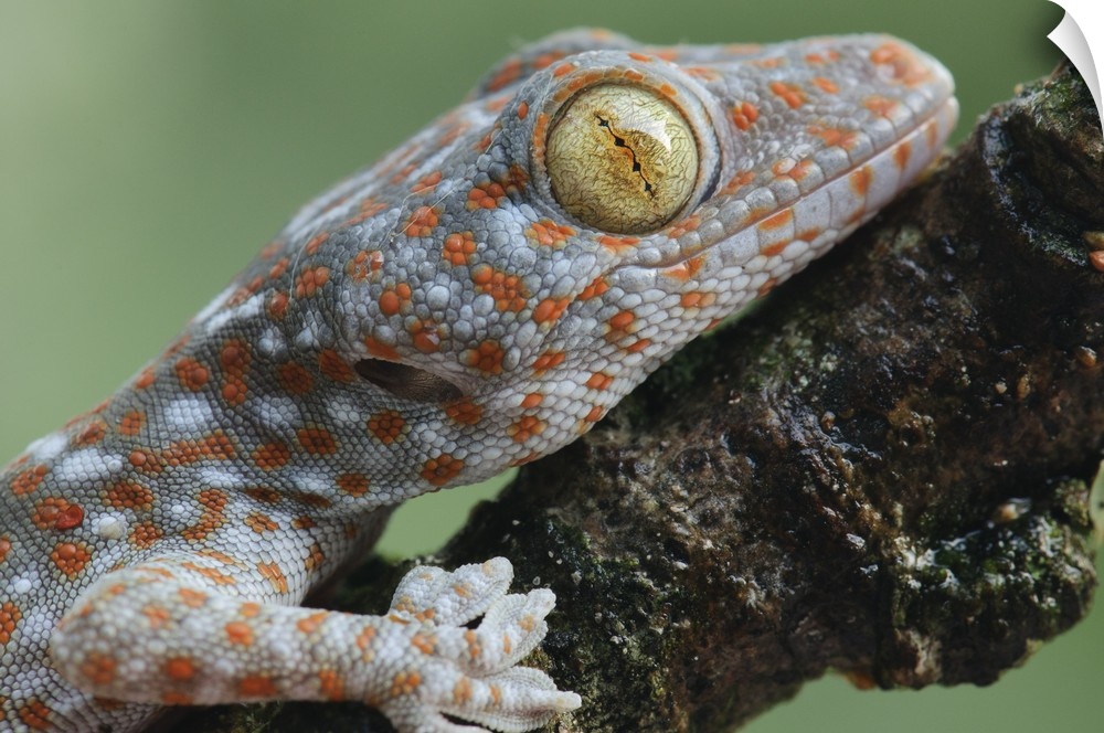 Tokay Gecko juvenile showing vertical pupil, Uthai Thani, Thailand
