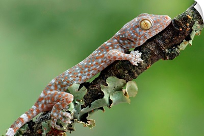 Tokay Gecko juvenile, Uthai Thani, Thailand