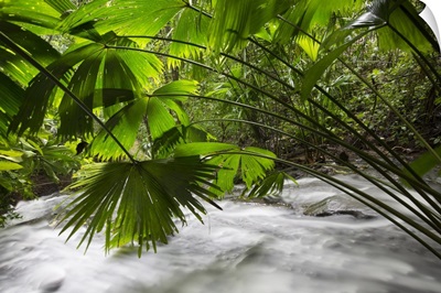 Toquilla Palm fronds hanging over creek, Barro Colorado Island, Panama
