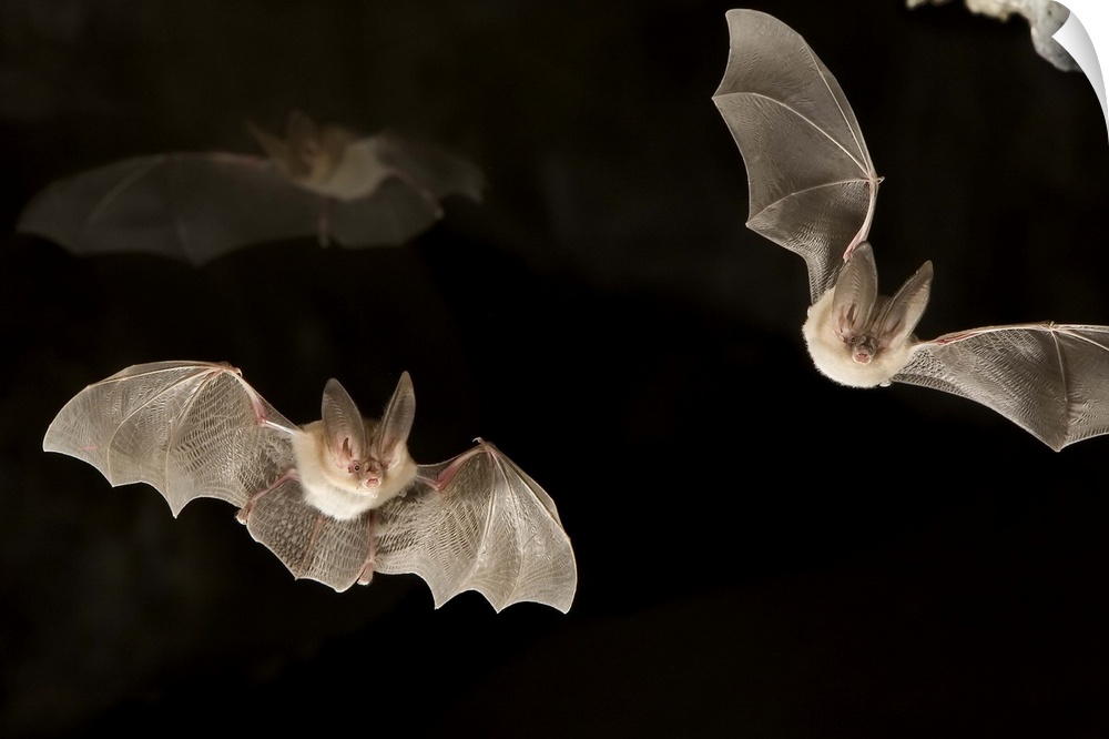 Two townsend's big-eared bats (Plecotus townsendii) exit a cave while a third flies in the background in the Derrick Cave ...