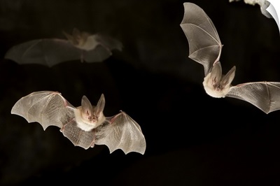 Townsend's Big-eared Bats (Corynorhinus townsendii), Derrick Cave Complex, Oregon