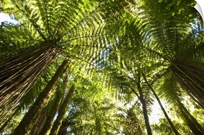 Tree Fern forest near Haast Pass, New Zealand