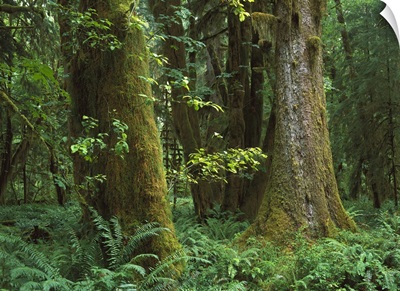 Trees and dense undergrowth in the Hoh Rainforest, Olympic National Park, Washington