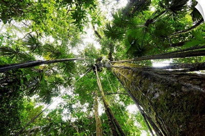 Trees in rainforest looking up into the canopy, Costa Rica