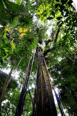 Trees in rainforest looking up towards the canopy, Costa Rica
