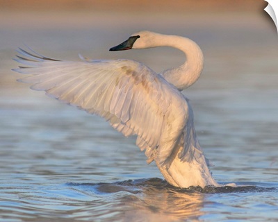 Trumpeter Swan Flapping, Magness Lake, Arkansas
