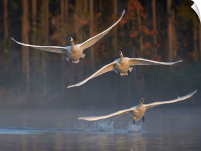 Trumpeter Swan Trio Flying, Magness Lake, Arkansas