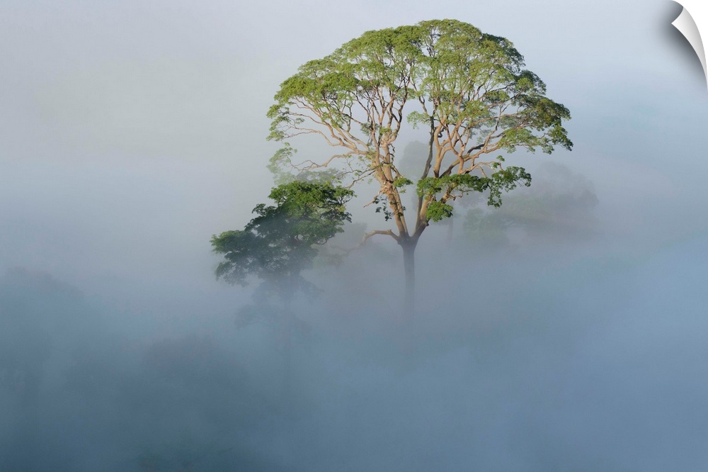 Tualang (Koompassia excelsa) emergent tree towering above the mist-shrouded canopy of the rainforest, Danum Valley Conserv...