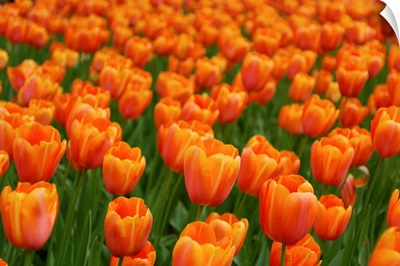 Tulip flower garden, Japan