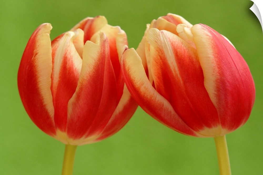 Tulip (Tulipa sp) pair flowering, Hoogeloon, Netherlands
