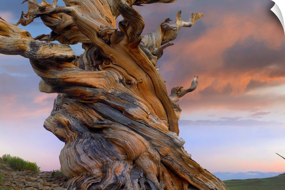 Twisted trunk of an ancient Foxtail Pine tree, Sierra Nevada, California