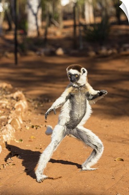 Verreaux's Sifaka hopping, Berenty Reserve, Madagascar