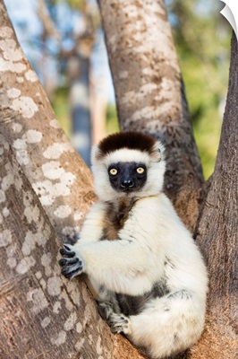Verreaux's Sifaka juvenile, Berenty Reserve, Madagascar