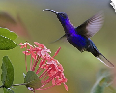 Violet Sabre-wing male hummingbird feeding at flower, Costa Rica