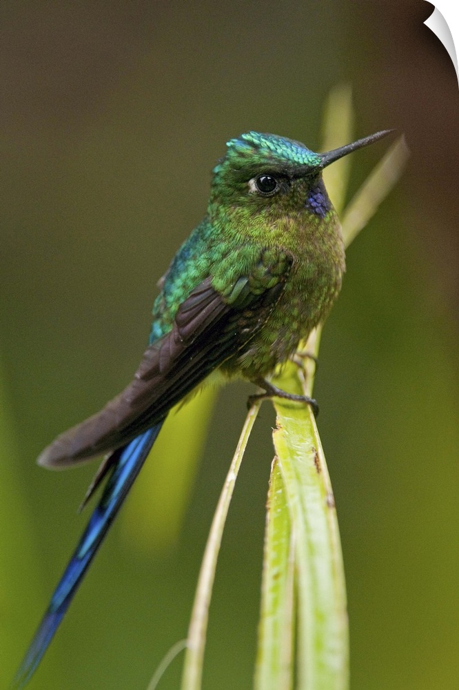Violet-tailed Sylph (M), Aglaiocercus coelestis, Subtropical forest on West slope of Andes, Ecuador