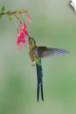 Violet-tailed Sylph hummingbird feeding on flower nectar, Ecuador
