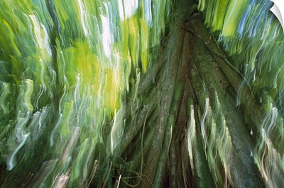 Walking Palm showing stilt roots, with abstract rainforest patterns