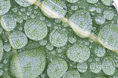 Water droplets on leaf, Annapolis Valley, Nova Scotia, Canada