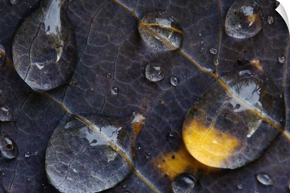 Photograph taken very closely of large water droplets that hang onto a dark leaf.
