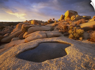 Water that has collected in a boulder, Joshua Tree National Park, California