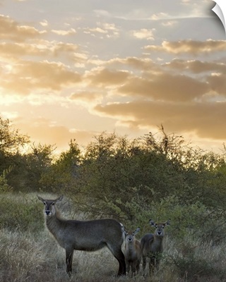Waterbuck (Kobus ellipsiprymnus) mother and calf, Kruger National Park, South Africa