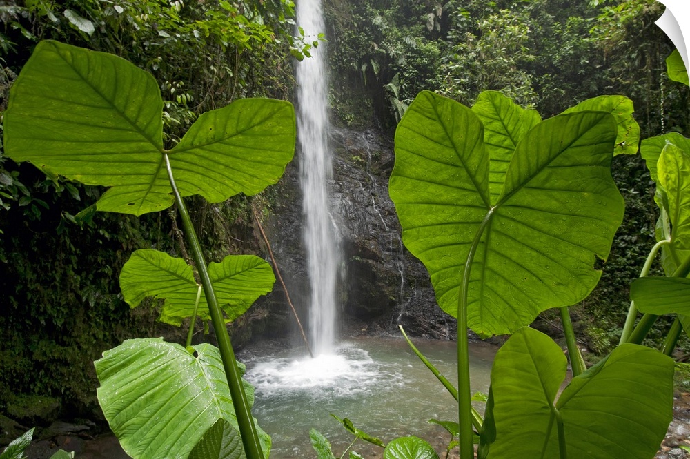 Big canvas print of water falling from a stream in a tropical forest.