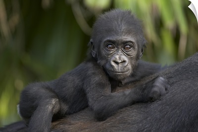 Western Lowland Gorilla baby clinging to mother's back, critically endangered