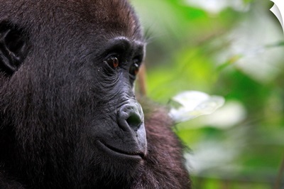Western Lowland Gorilla (Gorilla gorilla gorilla) five year old orphan