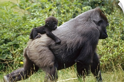 Western Lowland Gorilla (Gorilla gorilla gorilla) with baby on its back, central Africa