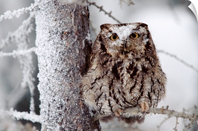 Western Screech Owl perching in a tree with snow on its head, British Columbia, Canada