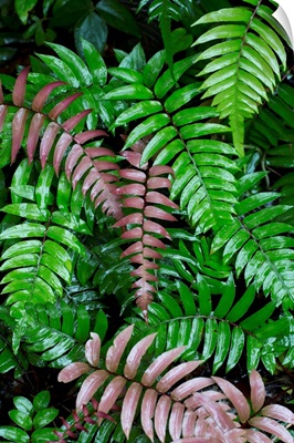 Wet fern fronds in tropical rainforest, Barro Colorado Island, Panama