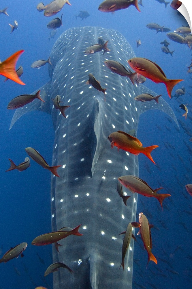 Whale Shark (Rhincodon typus) swimming with other tropical fish, note satellite tag to right of dorsal fin, Wolf Island, G...