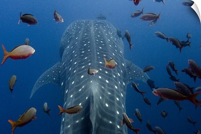 Whale Shark (Rhincodon typus) with other tropical fish, Galapagos Islands, Ecuador