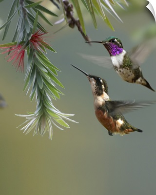 White-bellied Woodstar hummingbird male and female feeding on flower, Costa Rica