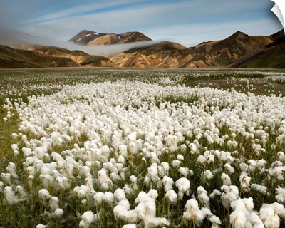 White Cottongrass field in valley, Landmannalaugar, South Iceland, Iceland