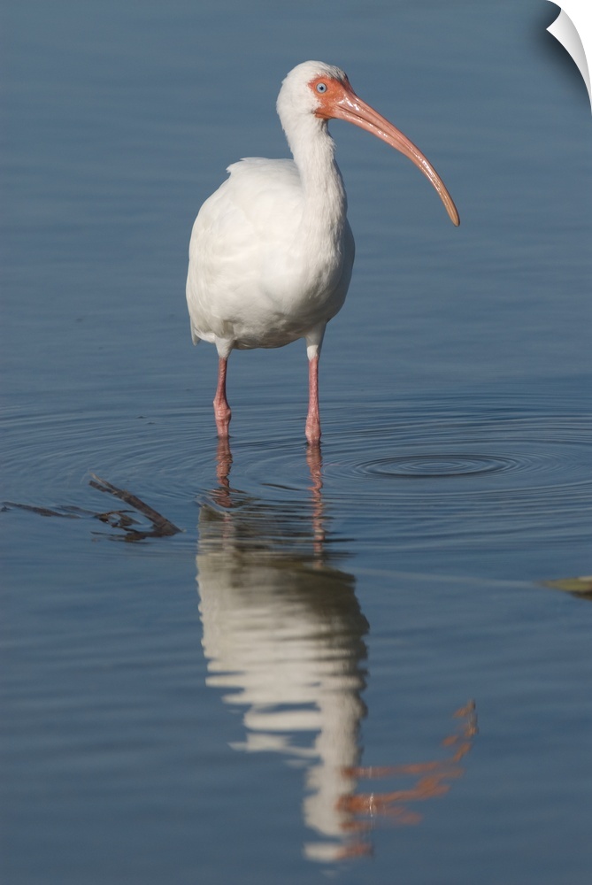 white ibis (Eudocimus albus), Refection, Fort Meyers FL