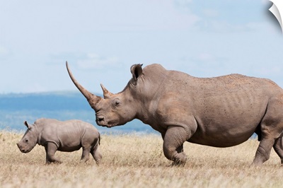 White Rhinoceros mother and calf, Solio Ranch, Kenya