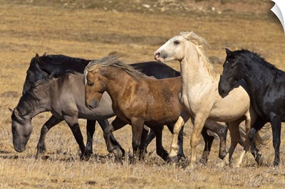 Wild Stallion Herd Pryor Mountain Montana