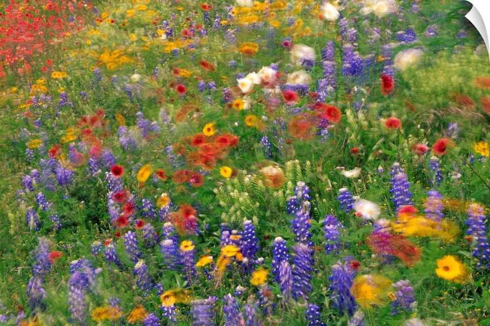 Photograph of brightly colored flowers and tall grass swaying in the breeze with a blurred effect.