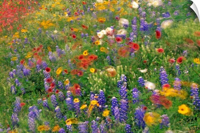 Wildflowers Blowing In The Wind Hill Country Texas