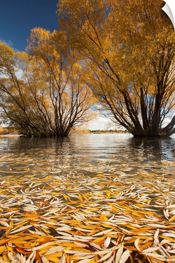 Willow trees, autumn sunshine, Lake Tekapo, Mackenzie Country, New Zealand