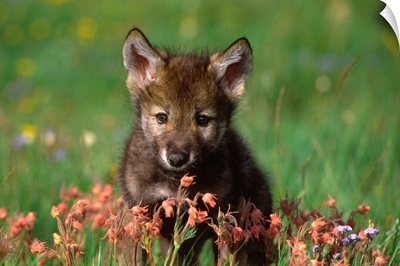 Wolf pup, Montana