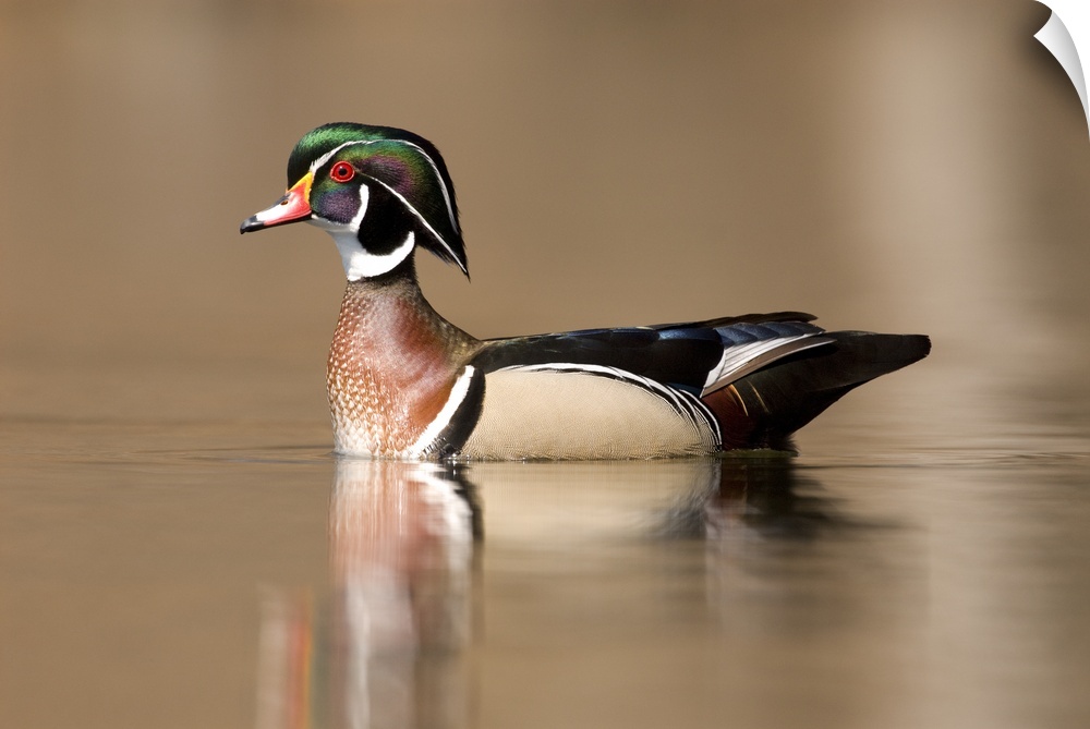 wood duck (Aix sponsa), Swimming, Male, Lapeer State Game Area, MI
