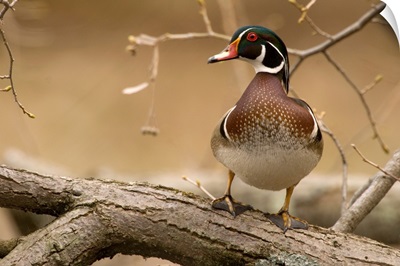 Wood Duck (Aix sponsa) male, Kensington Metropark, Milford, Michigan