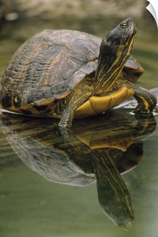 Yellow-bellied Slider (Trachemys scripta scripta) turtle, portrait, in water, North America