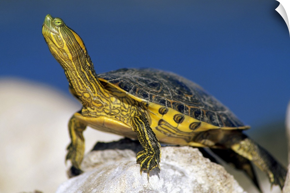 Yellow-bellied Slider (Trachemys scripta scripta) turtle, portrait, on rock, North America