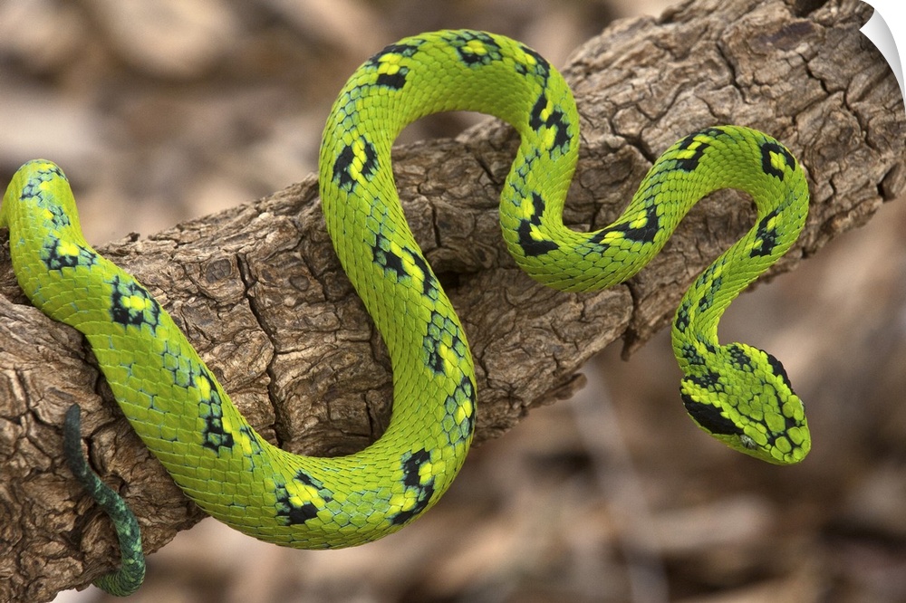 Yellow-blotched Palm Pitviper (Bothriechis aurifer), southern Mexico